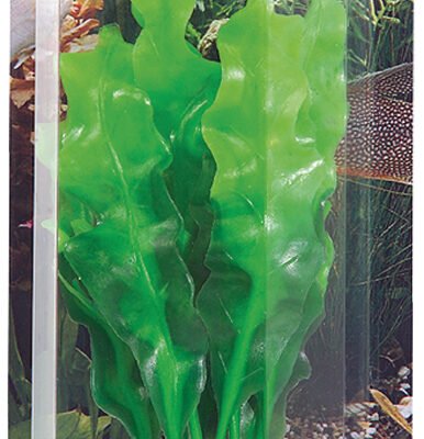Dekorväxt Echinodrus 20cm