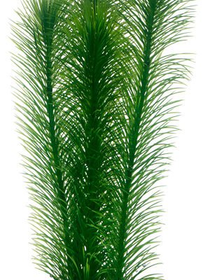 Dekorväxt Mayaca 25cm