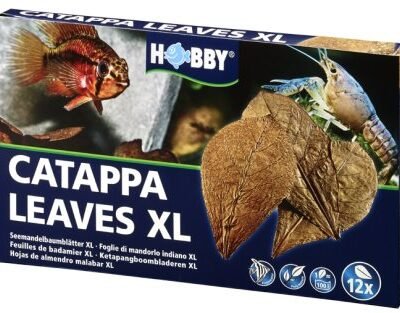 Catappa Leaves XL 12st