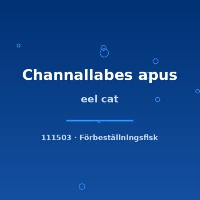 Eel cat (Channallabes apus) 20–25cm