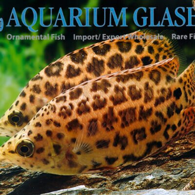leopard bushfish 3-4cm