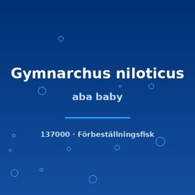 aba baby 4-6cm