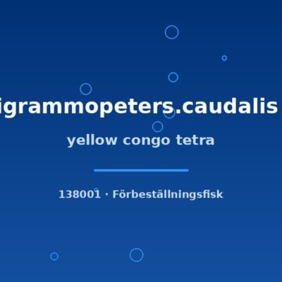 yellow congo tetra sm-md