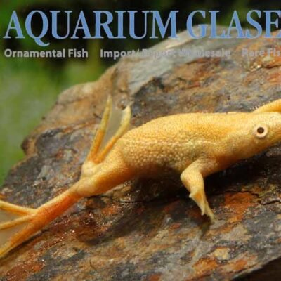Albino dwarf underwater frog (Hymenochirus boettgeri ALBINO) sm