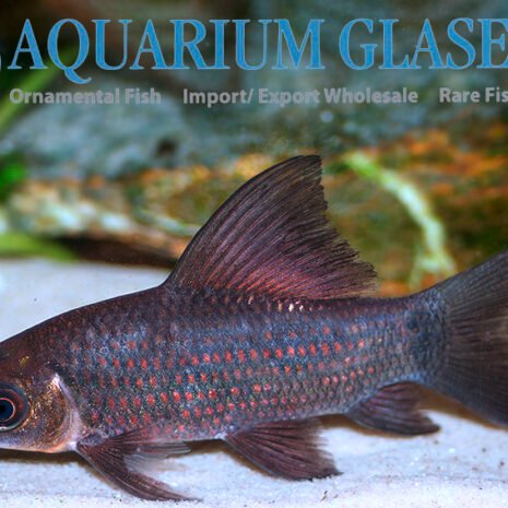glaser-142603
