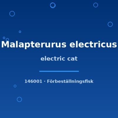 Electric cat (Malapterurus electricus) 4–6cm