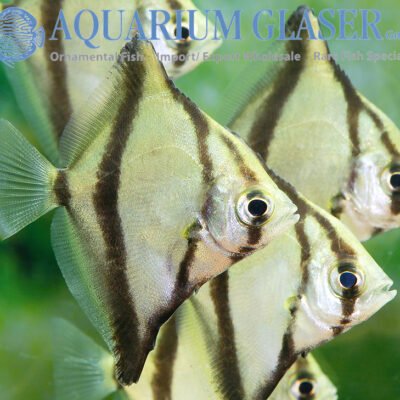 African mono (Monodactylus sebae) 4–5cm