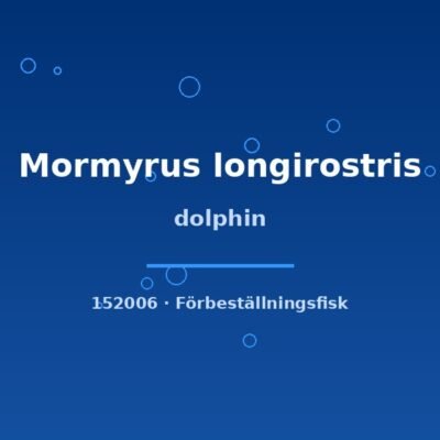 Dolphin (Mormyrus longirostris) 20–25cm