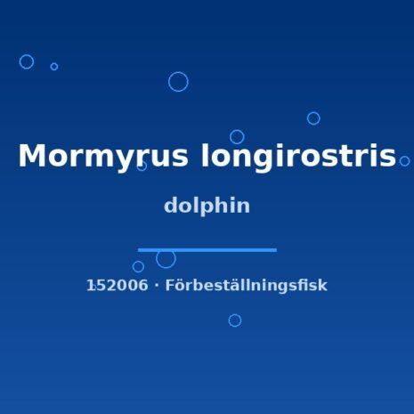 glaser-152006 Dolphin (Mormyrus longirostris) 20–25cm