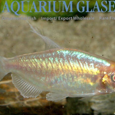 glaser-159302