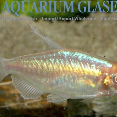 Albino congo tetra (Phenacogram.interruptus ALBINO) md