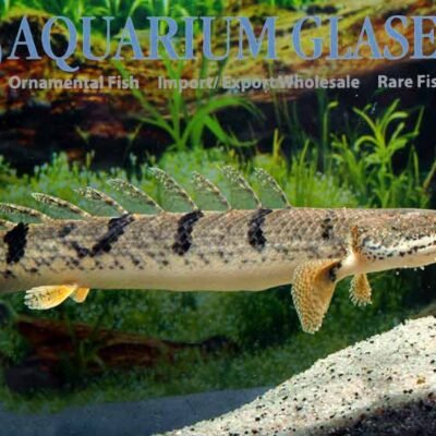 Polypterus delhezi bred 8-10cm