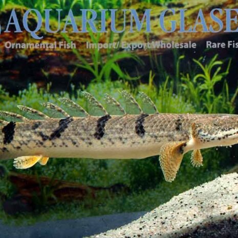glaser-163012