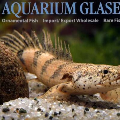 Polypterus endlicheri bred 8-10cm