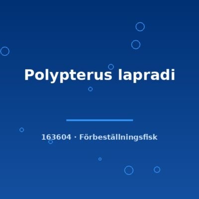 Polypterus lapradi 15-20cm