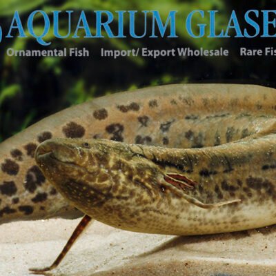 African lungfish (Protopterus annectens) 20–25cm