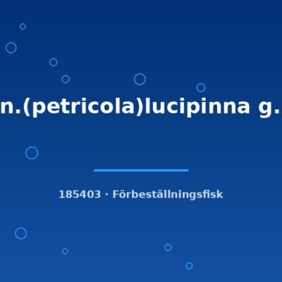 Syn.(petricola)lucipinna g.br. 3-5cm
