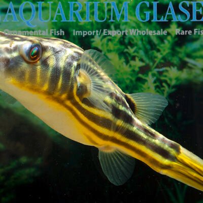 striped puffer 2cm