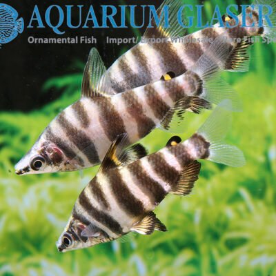 Abramites hypselonotus wild 5-6cm