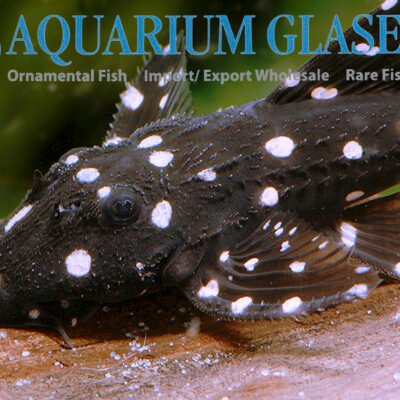 Acanthicus adonis WHITE SPOTT. 10-12cm