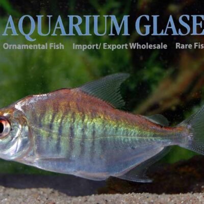 sheep pacu 4-6cm