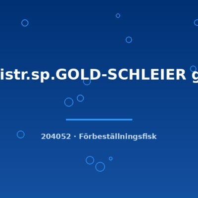 Ancistr.sp.GOLD-SCHLEIER g.br. 3-4cm
