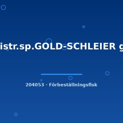 Ancistr.sp.GOLD-SCHLEIER g.br. 4-6cm