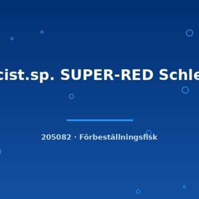 Ancist.sp. SUPER-RED Schleier 3-4cm