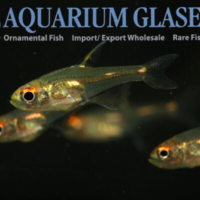 Aphyoditeina sp. morse-tetra md-lg