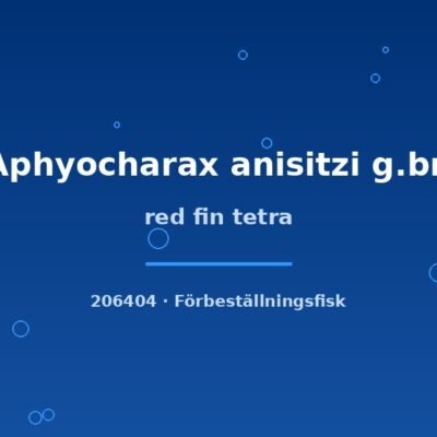 red fin tetra lg