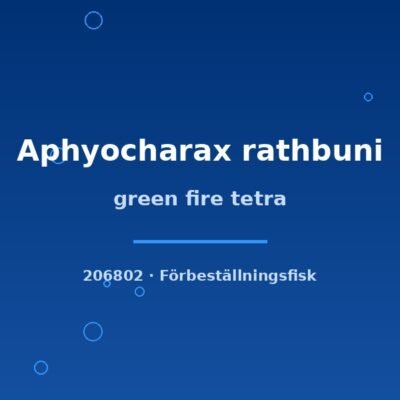 green fire tetra md