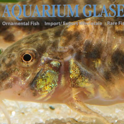 Aspid. raimundi C125 RED g.br. md
