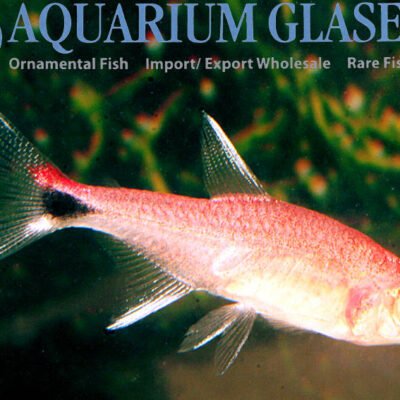 ruby tetra md-lg