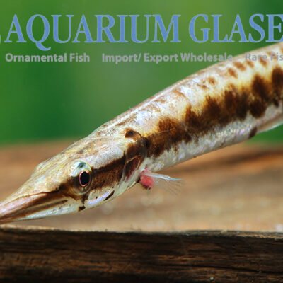 spotted needle-pike 10-12cm