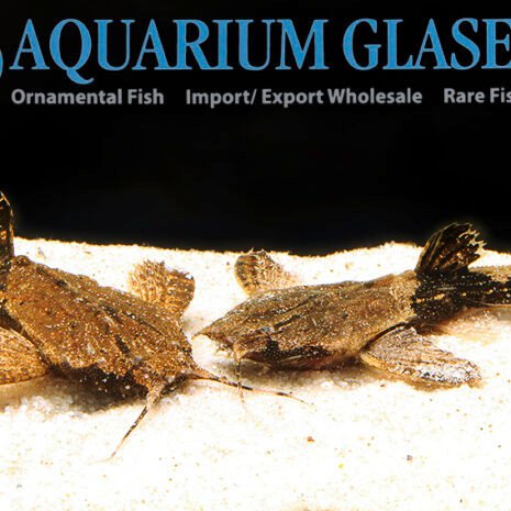 glaser-212905