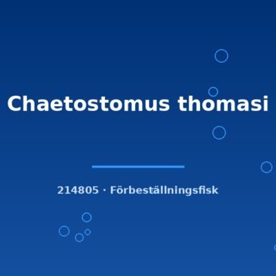 Chaetostomus thomasi 5-7cm