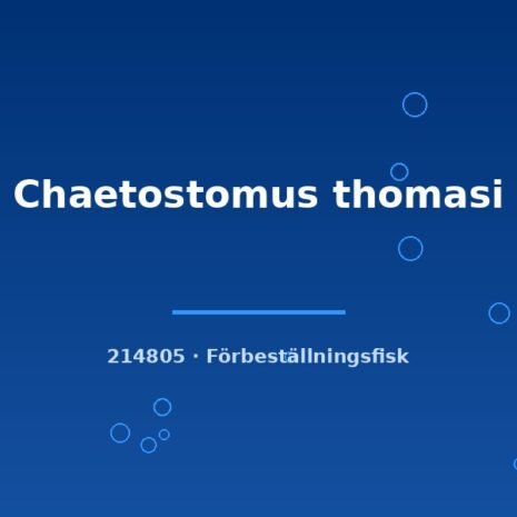 Chaetostomus thomasi 5-7cm