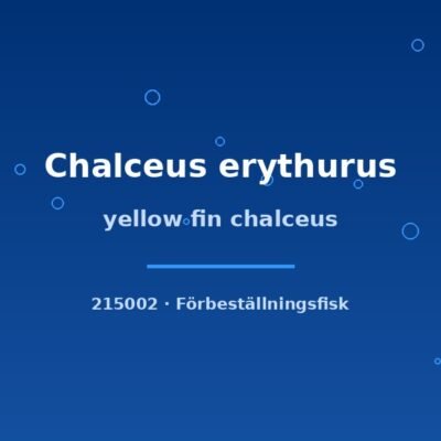 yellow fin chalceus 4-6cm