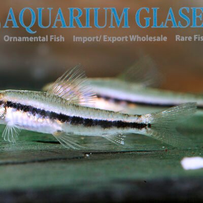 Characidium cf. ortegai sm-md