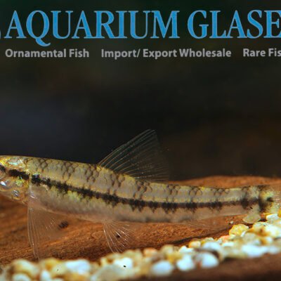 Characidium steindachneri wild md-lg