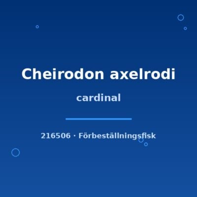 cardinal lg-xlg