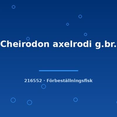 Cheirodon axelrodi g.br. md