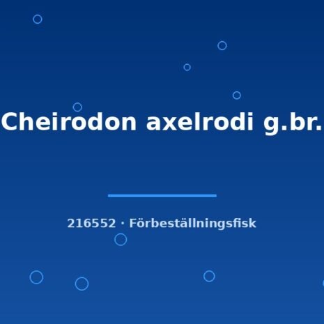 glaser-216552 Cheirodon axelrodi g.br. md