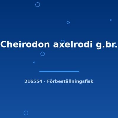 Cheirodon axelrodi g.br. lg-xlg