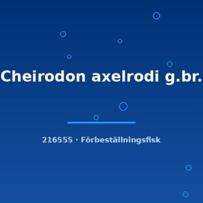 Cheirodon axelrodi g.br. xlg