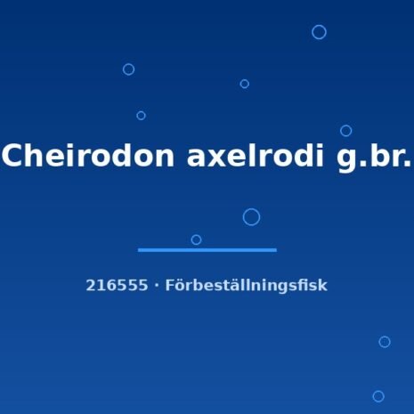 glaser-216555 Cheirodon axelrodi g.br. xlg