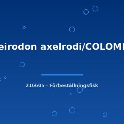Cheirodon axelrodi/COLOMBIA lg