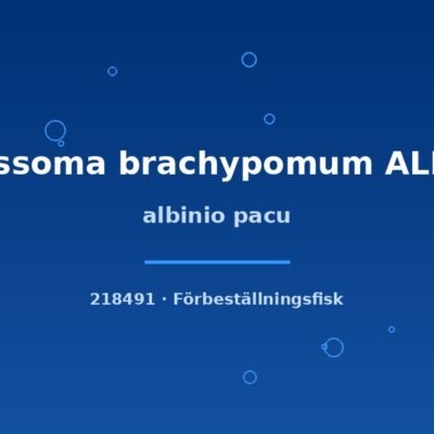 Albinio pacu (Colossoma brachypomum ALBINO) 3–4cm