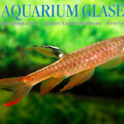 splash tetra md-lg
