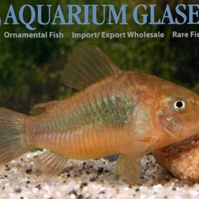 C.aeneus NEON-RED-STR.CW23 g.b md